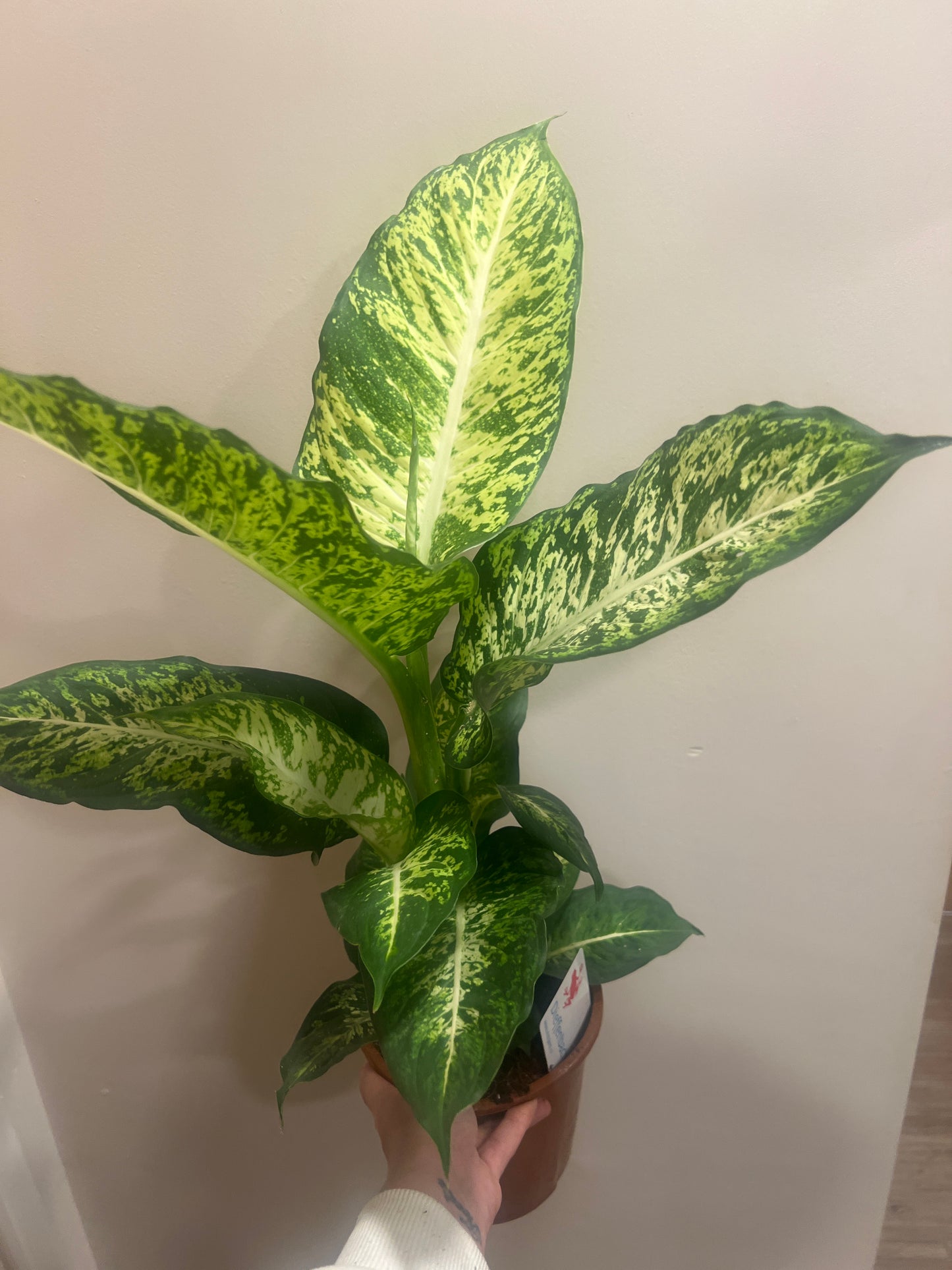 Dieffenbachia Mars 17cm
