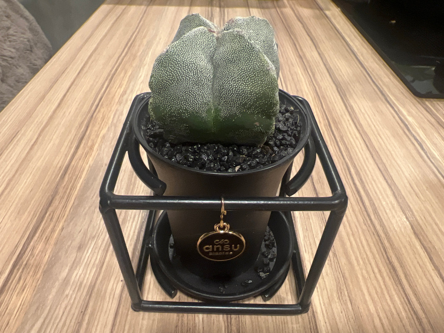 Cactus Astrophytum Myriostigma Design 10cm