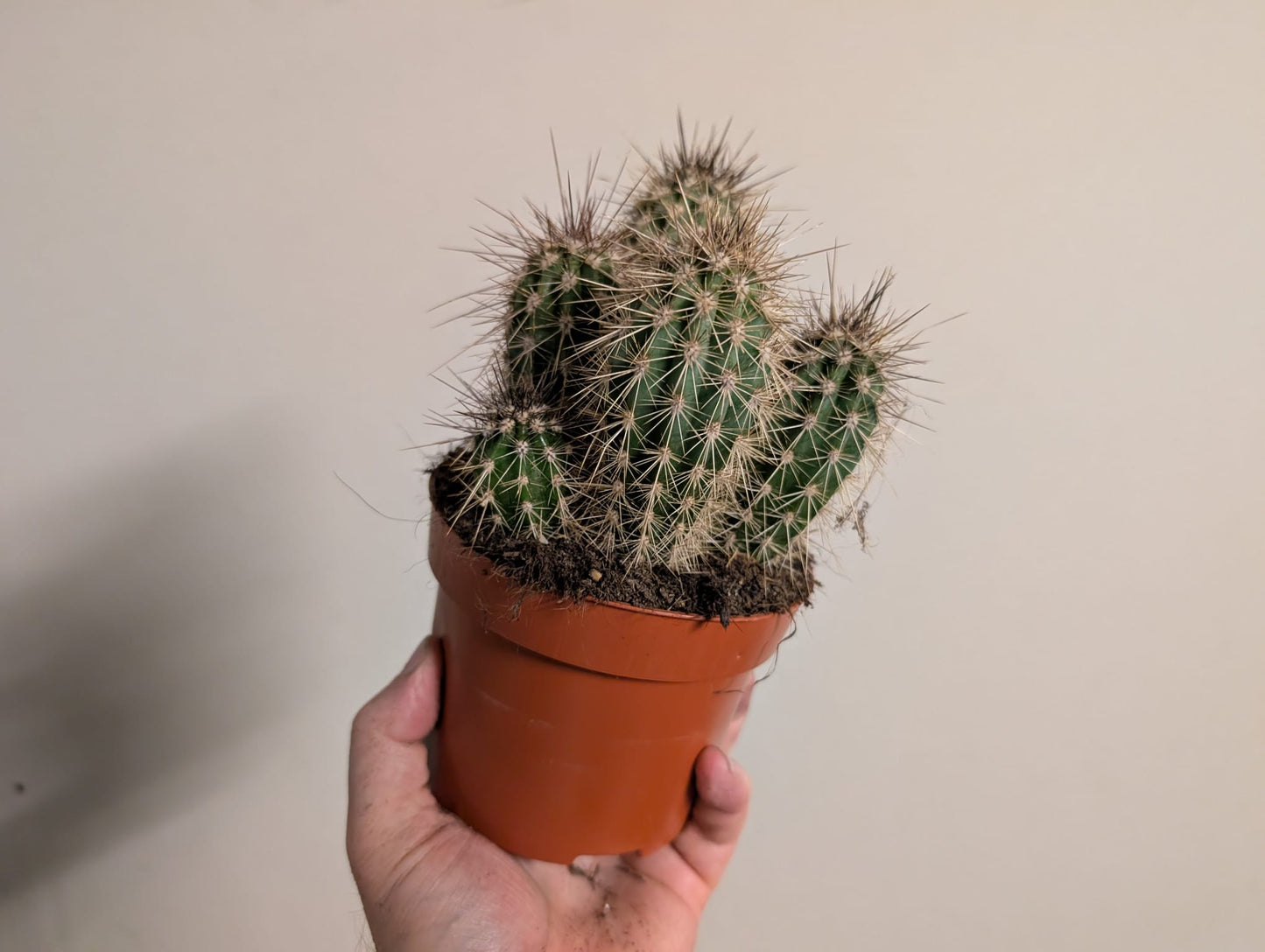 Cacti 15cm pot - Variation 3