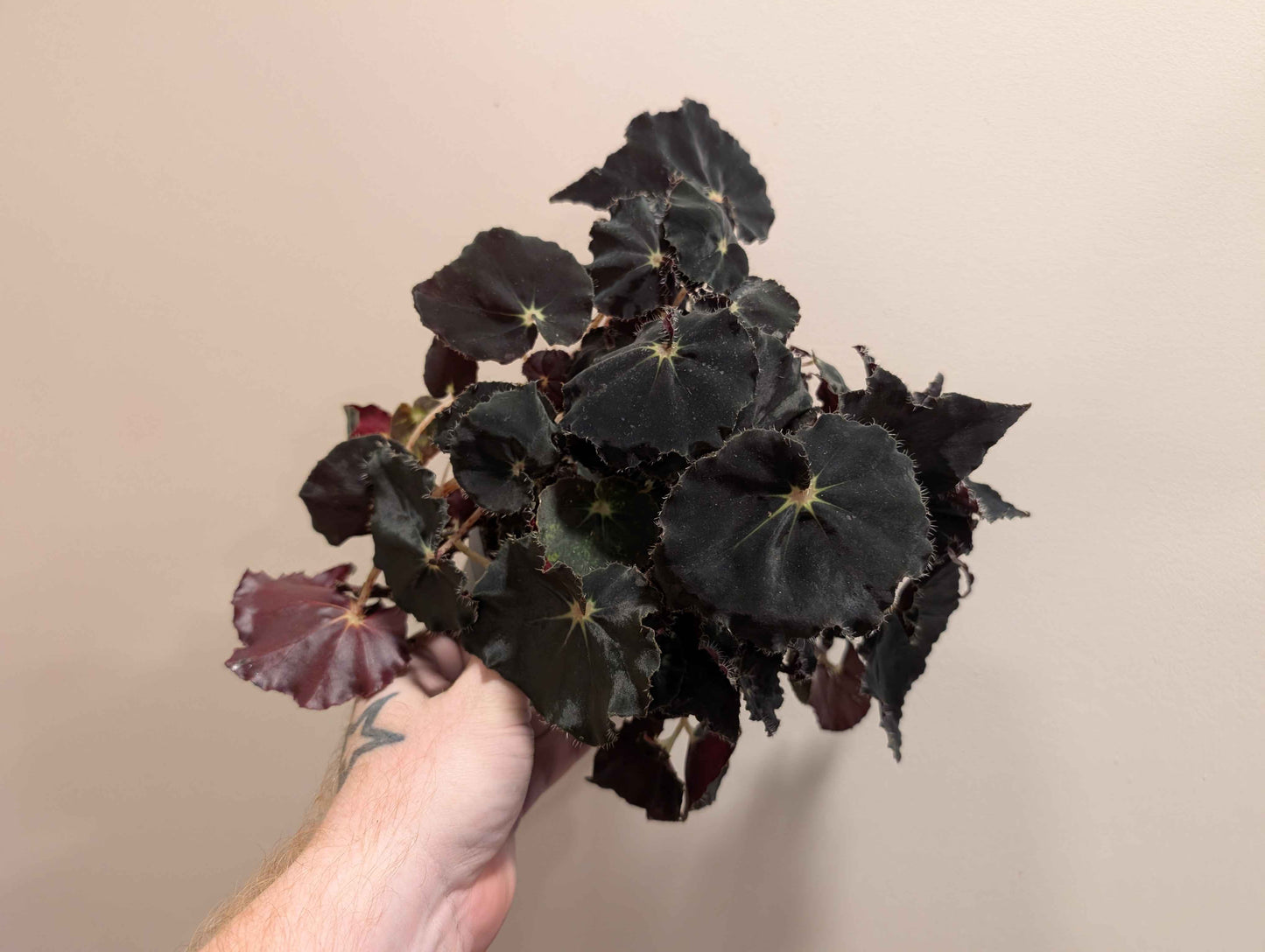 Begonia Rex Mix 12cm