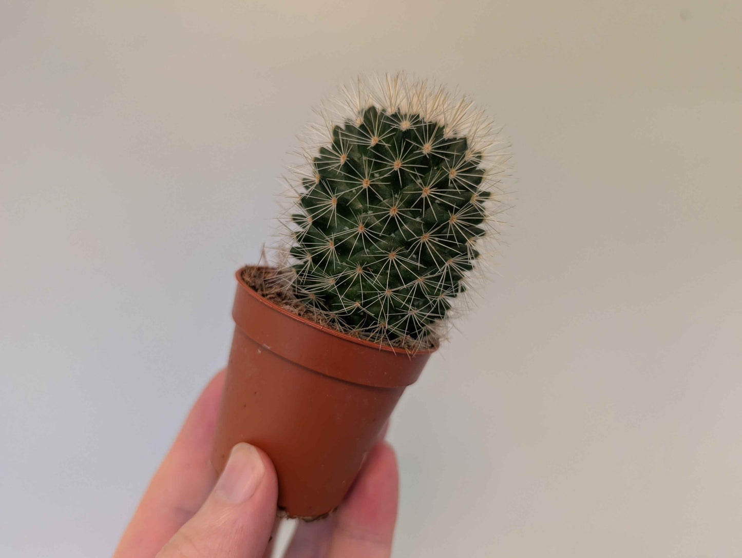 Cactus Assortment 5cm
