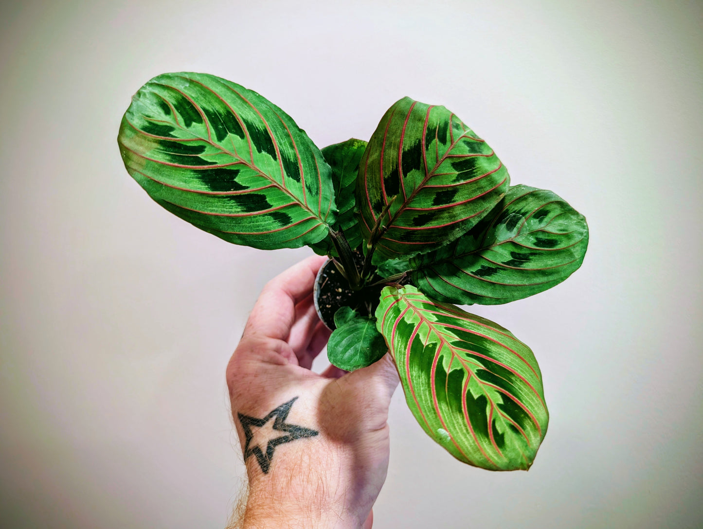 Maranta Red Stripe 6cm