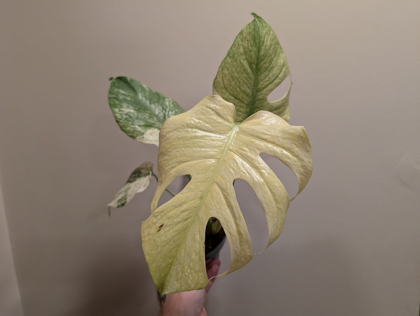 Monstera Deliciosa Mint Variegated 12cm