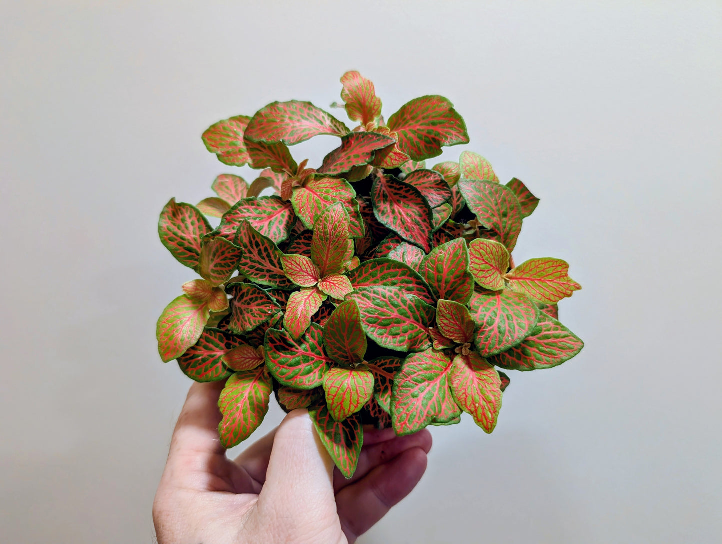 Fittonia Mosaic Skeleton 12cm