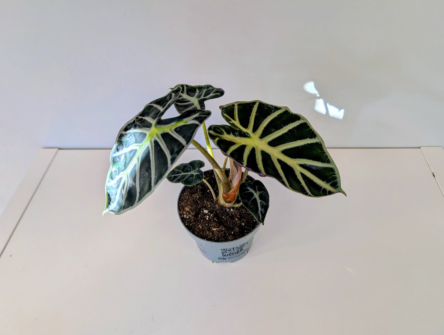 Alocasia Balloon Heart 12cm