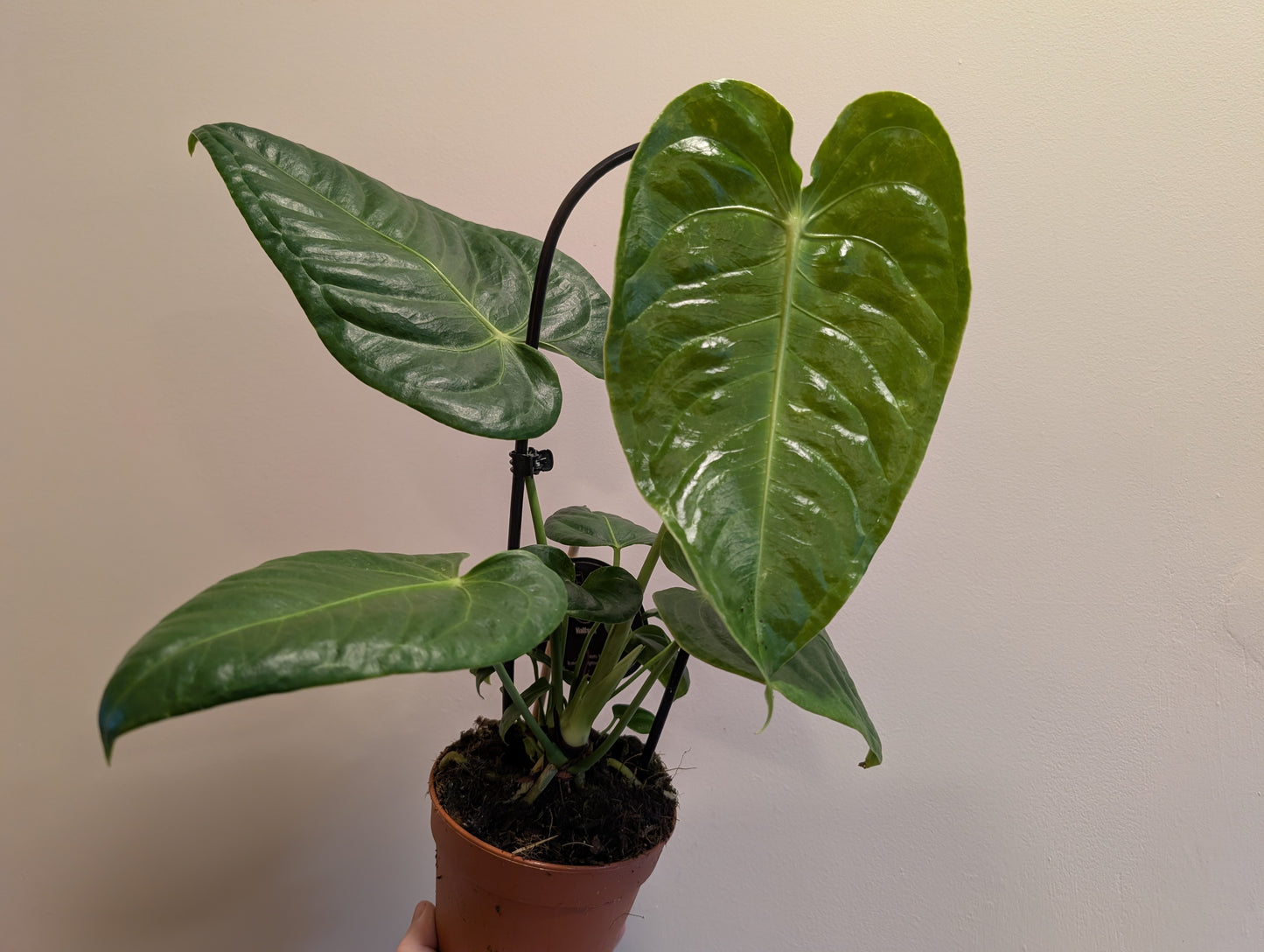 Anthurium King Veitchii 12cm