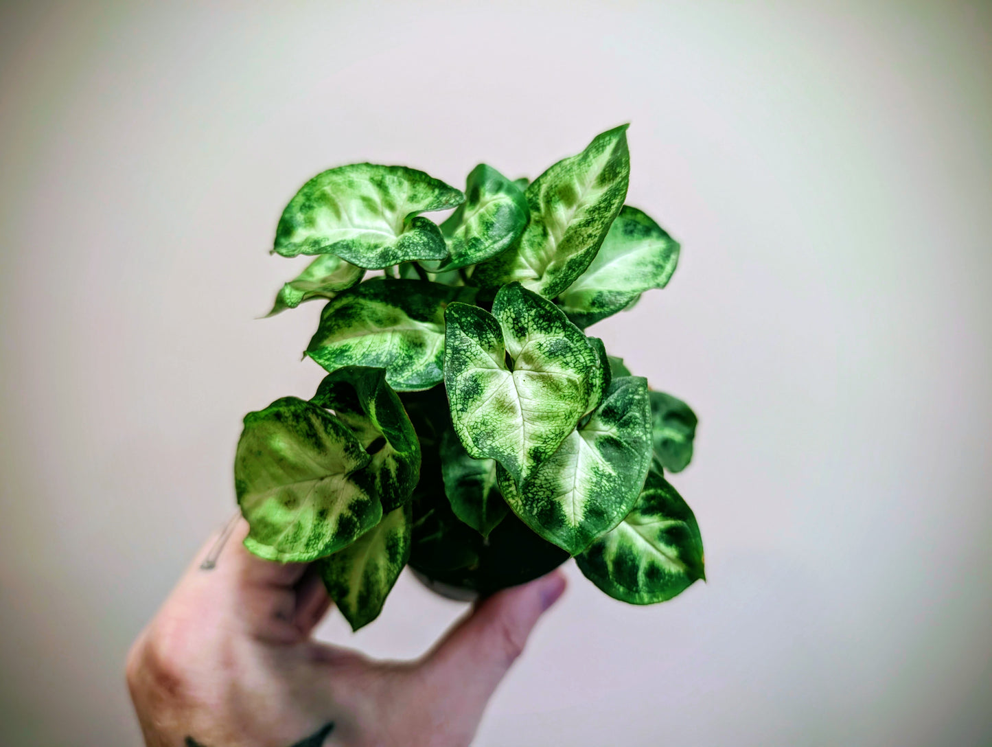 Syngonium Pixie 7cm