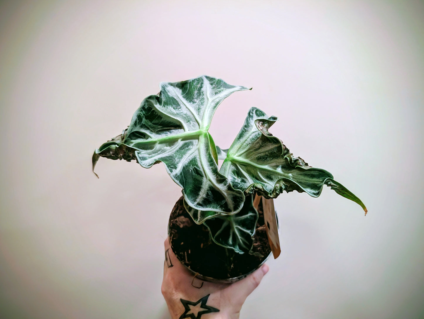 Alocasia Loco 14cm