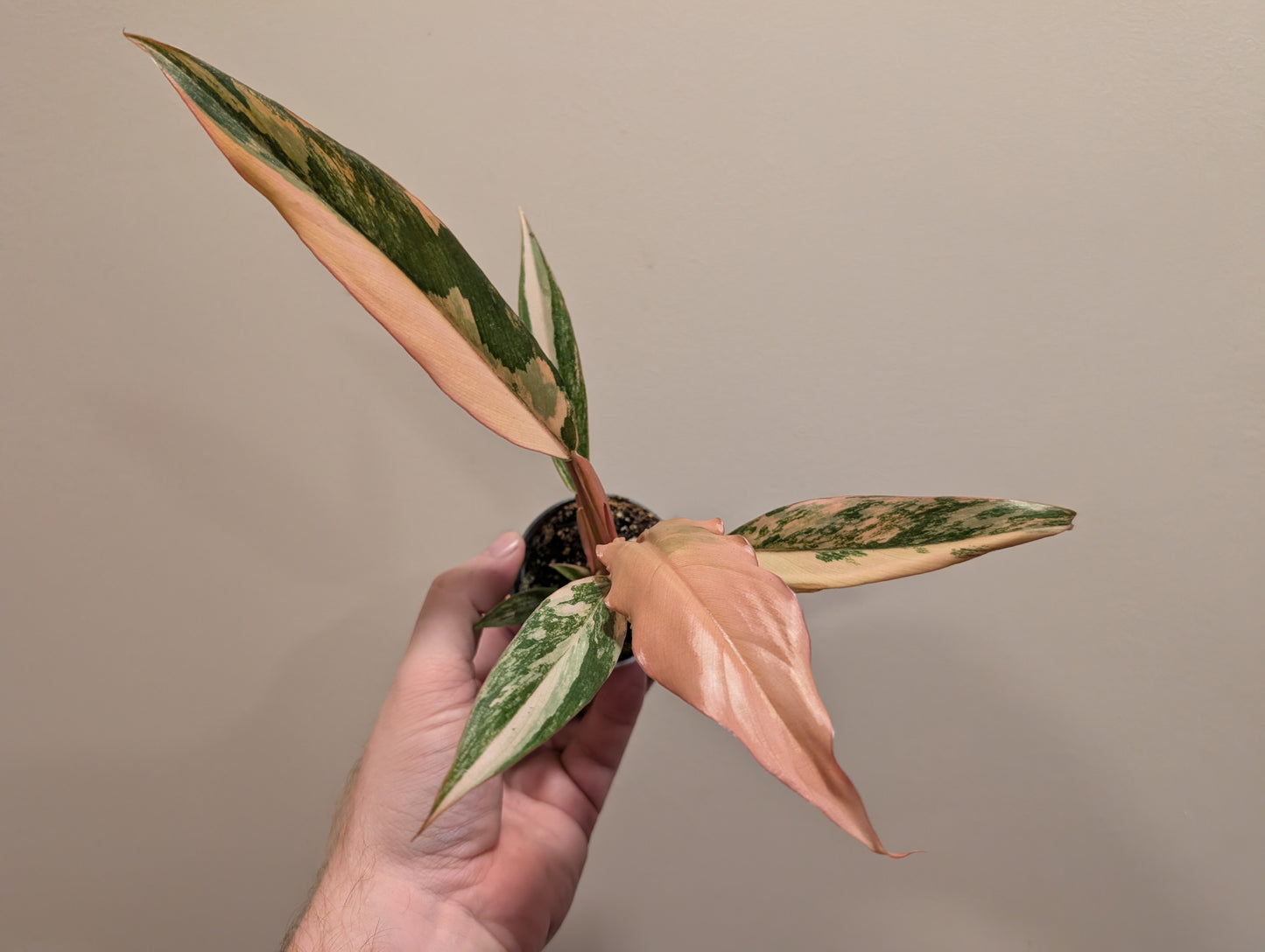 Philodendron Caramel Marble 6cm