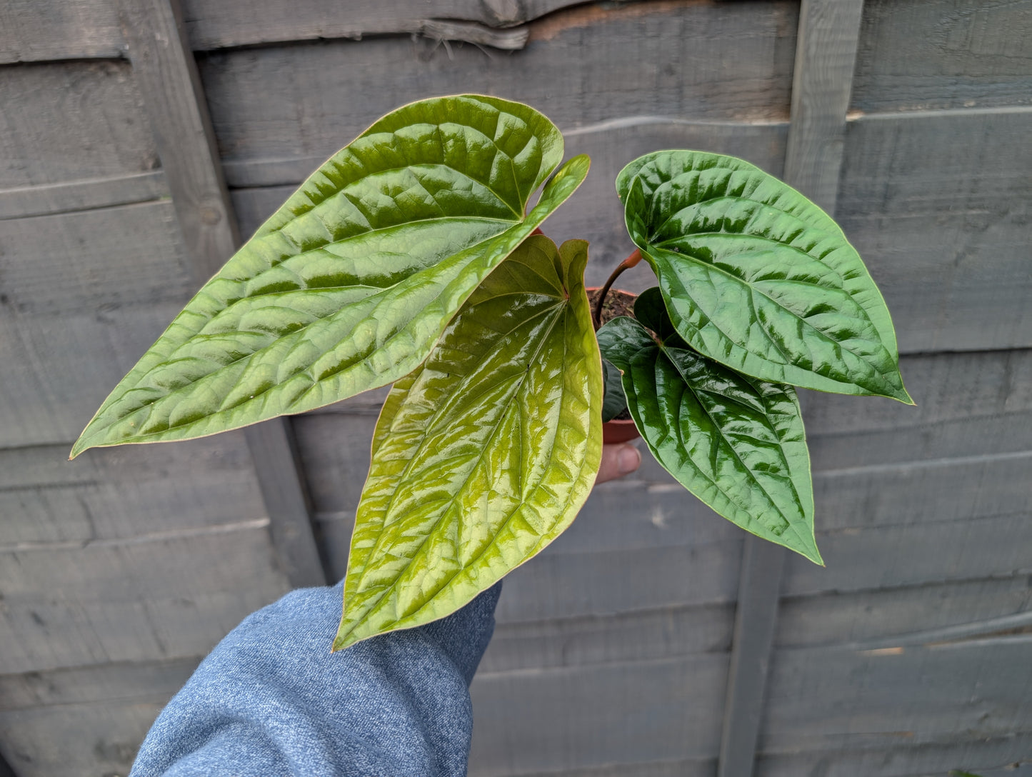 Anthurium radicans luxurians 9cm