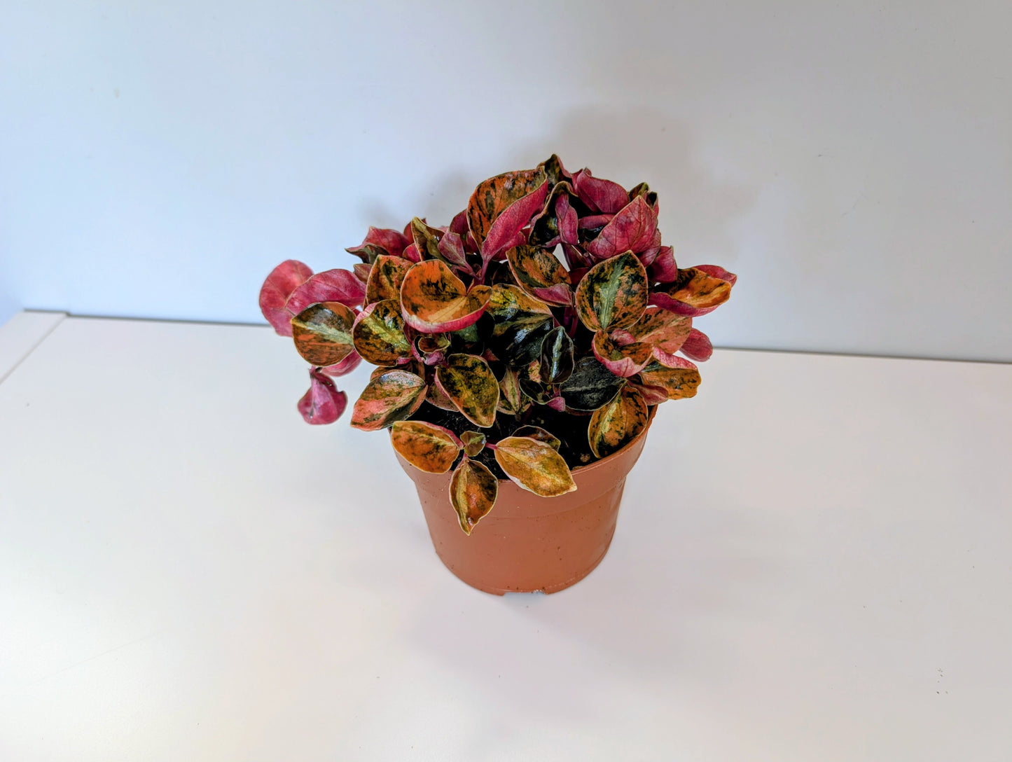 Peperomia Caperata Creme Brulee 12cm