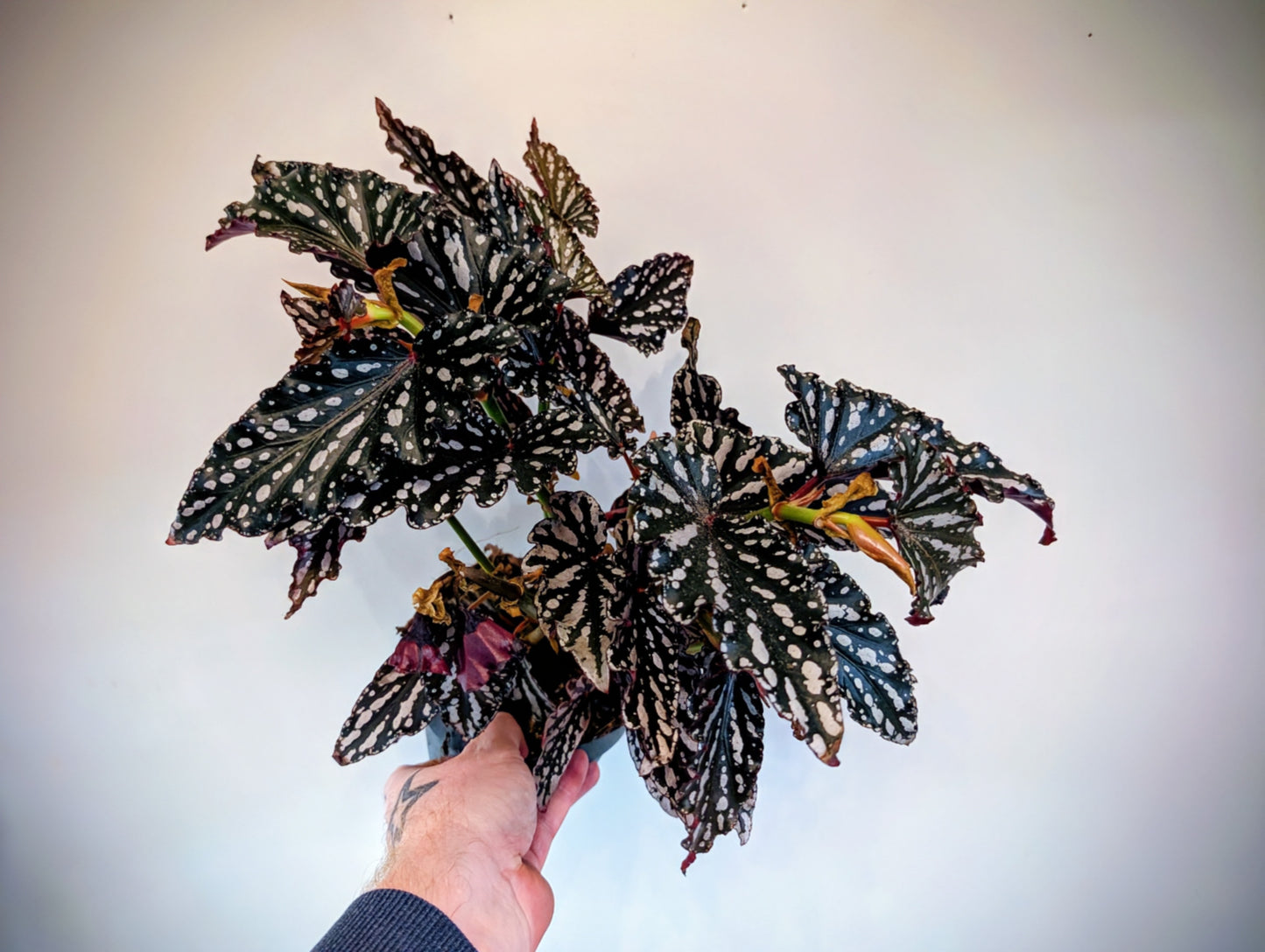 Begonia Spotlight Dark 14cm