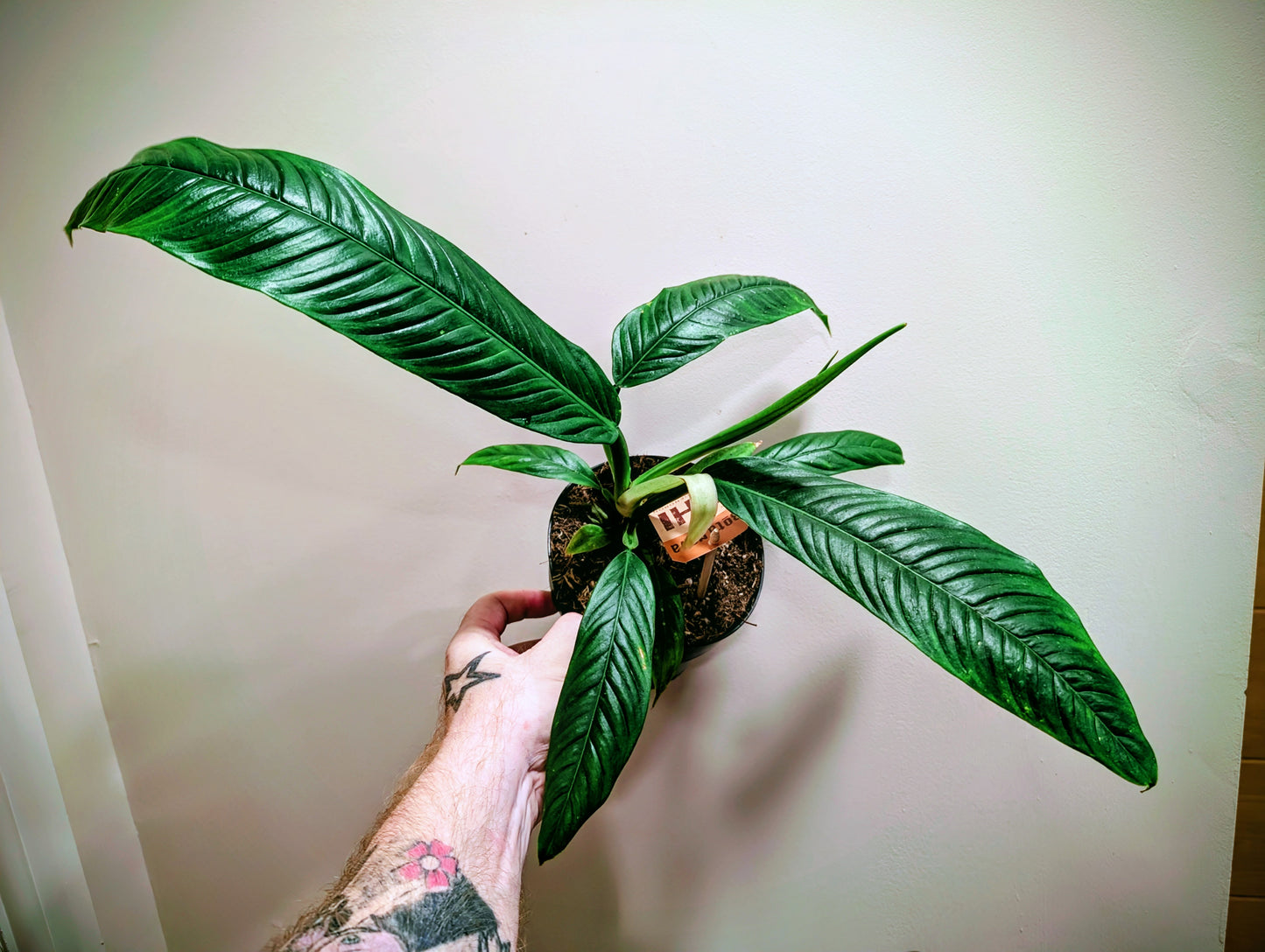 Philodendron Campii 14cm