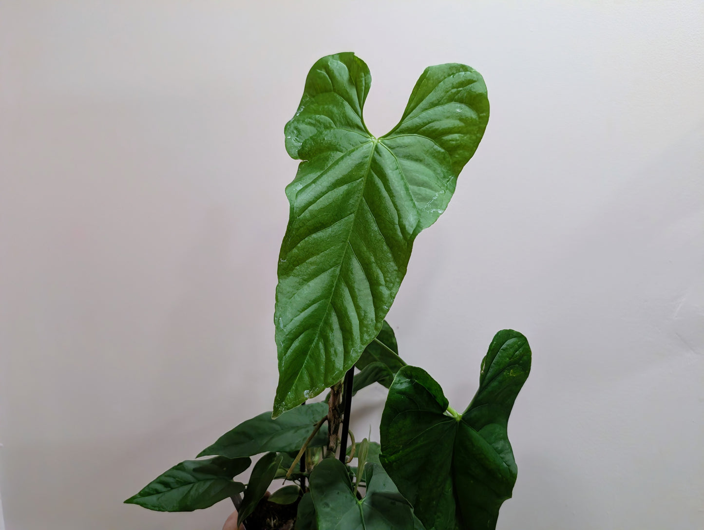 Anthurium Balaonanum 12cm