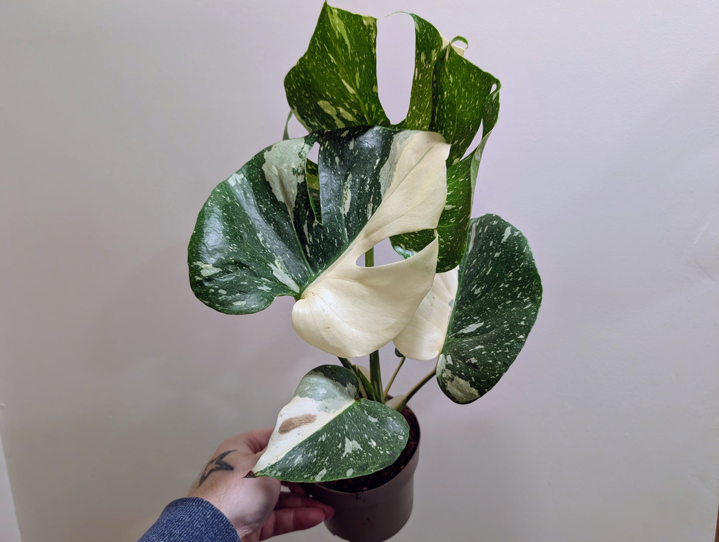 Monstera Thai Constellation 12cm