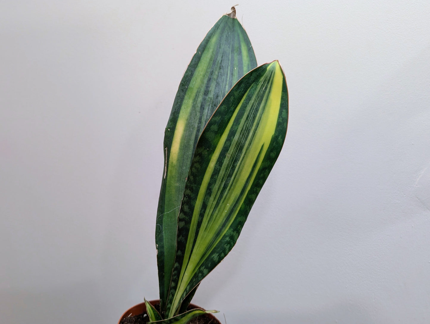 Sansevieria Masoniana Aurea - Snake Plant Whale Fin 14cm
