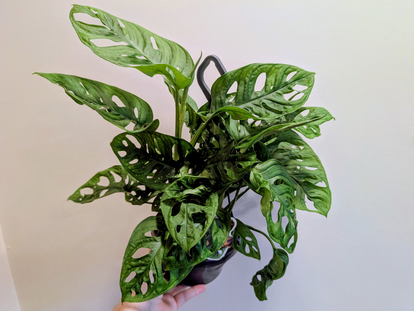 Monstera adonsonii Monkey Leaf 15cm