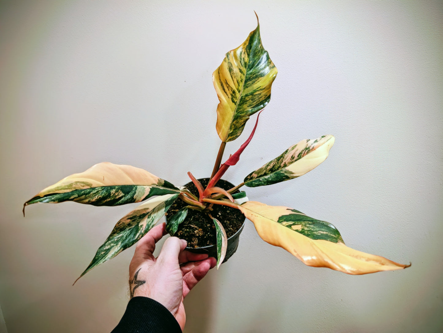 Philodendron Caramel Marble 12cm