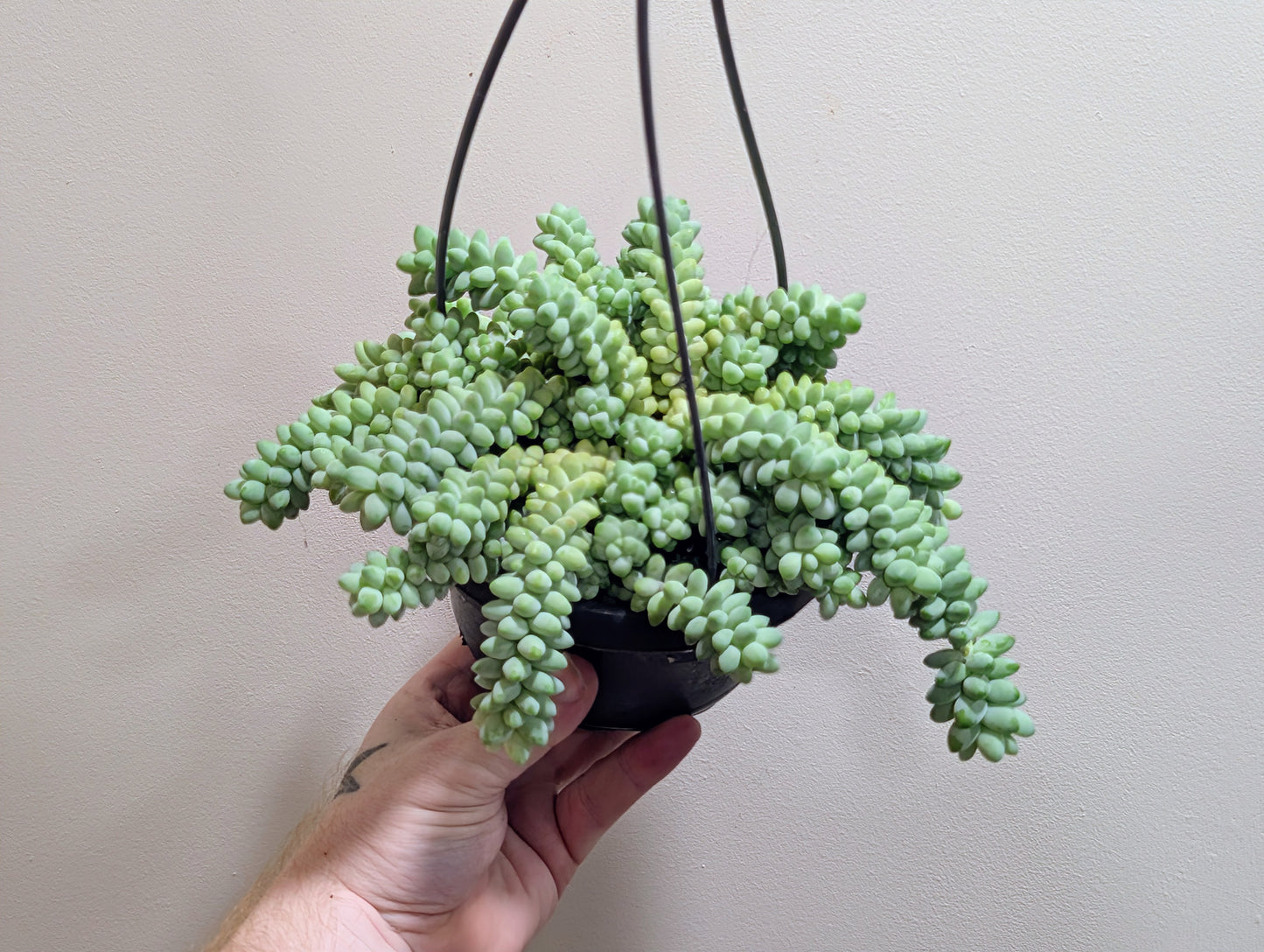 Sedum Burrito Hanging Pot 14cm