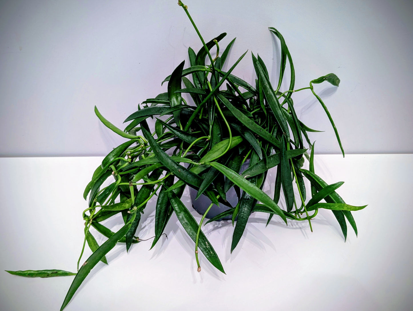 Hoya Longifolia 10.5cm