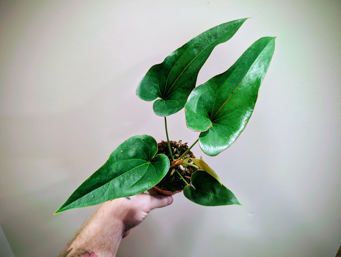 Anthurium Brownii 9cm