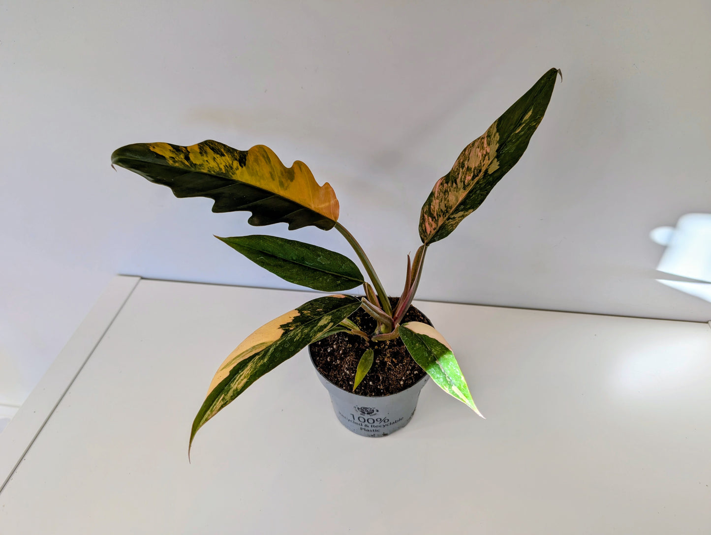 Philodendron Caramel Marble 12cm