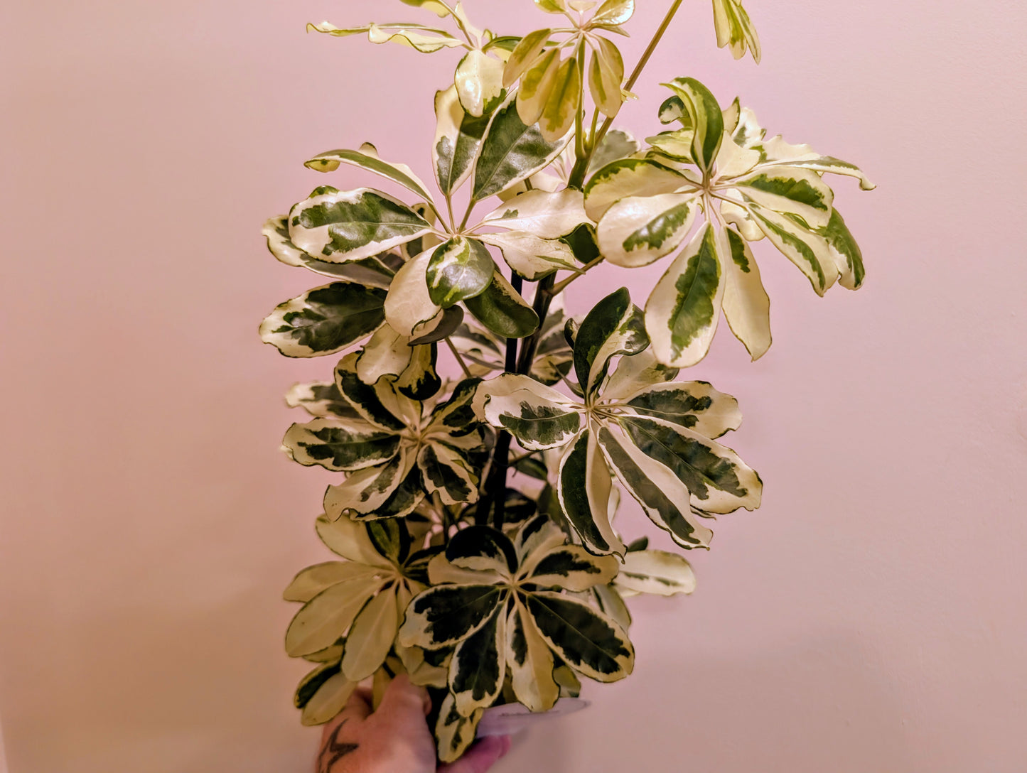 Schefflera Variegated Umbrella Plant 13cm