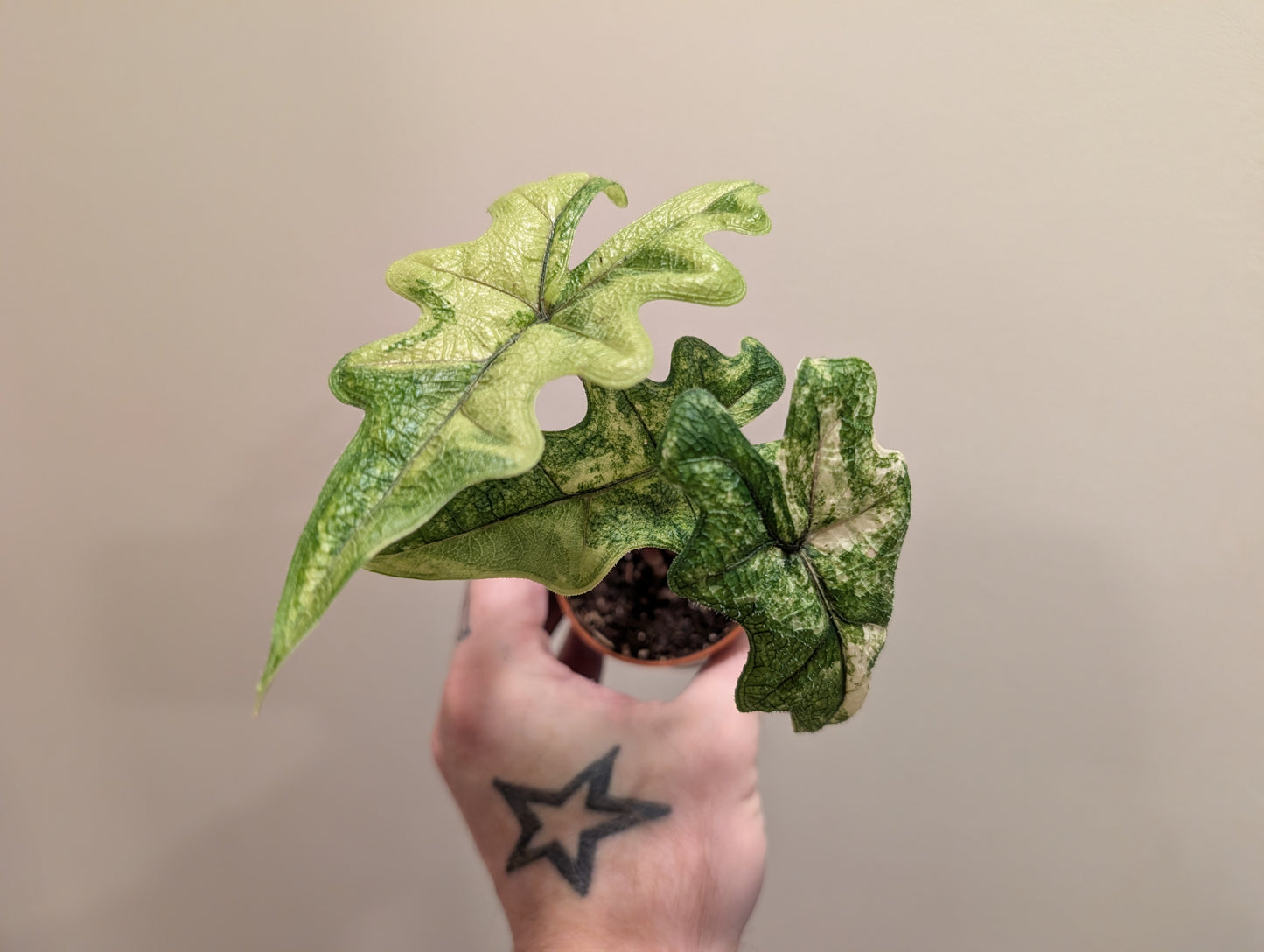 Alocasia Jacklyn Variegated 7cm