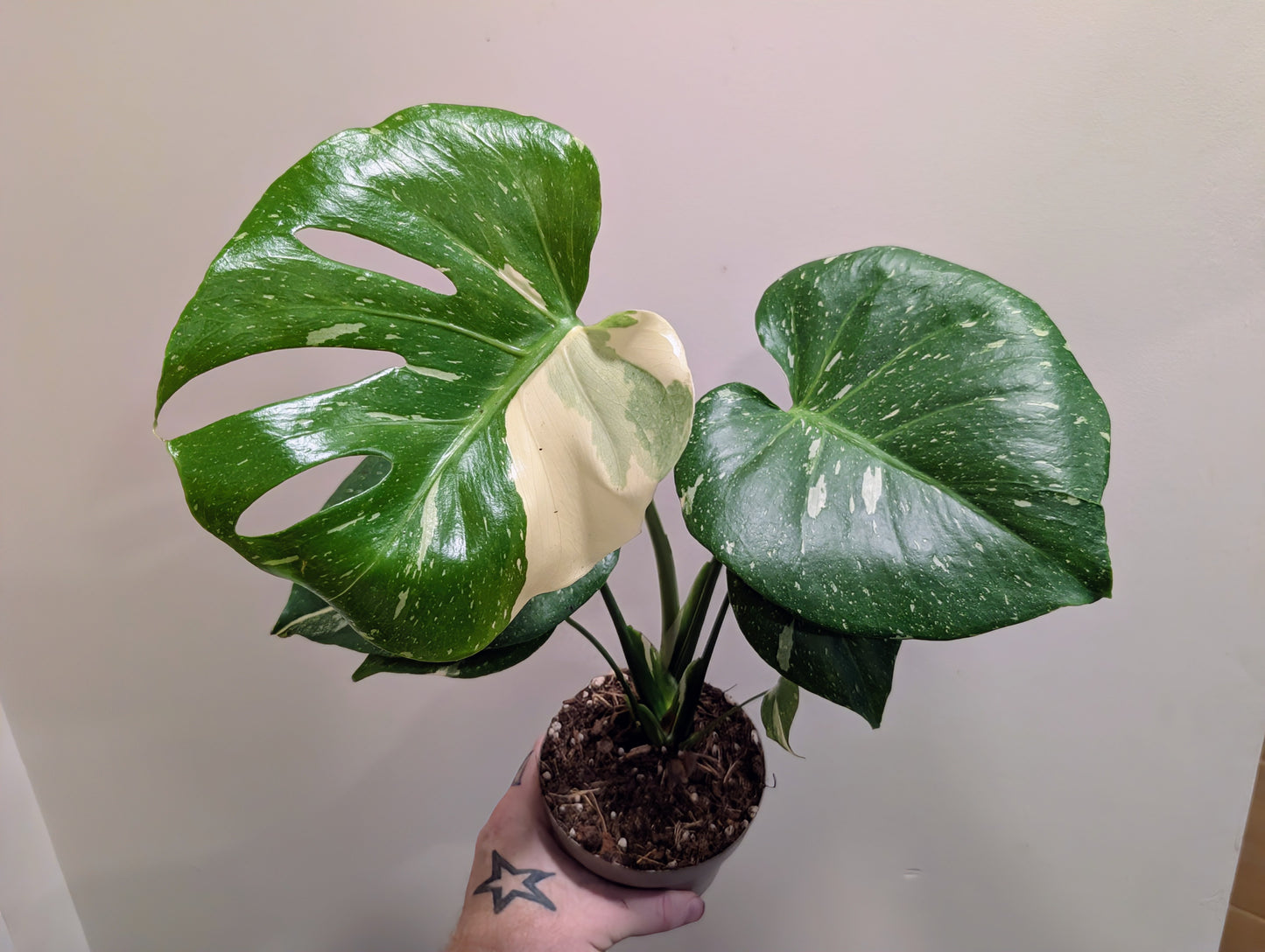 Monstera deliciosa Variegata 12cm