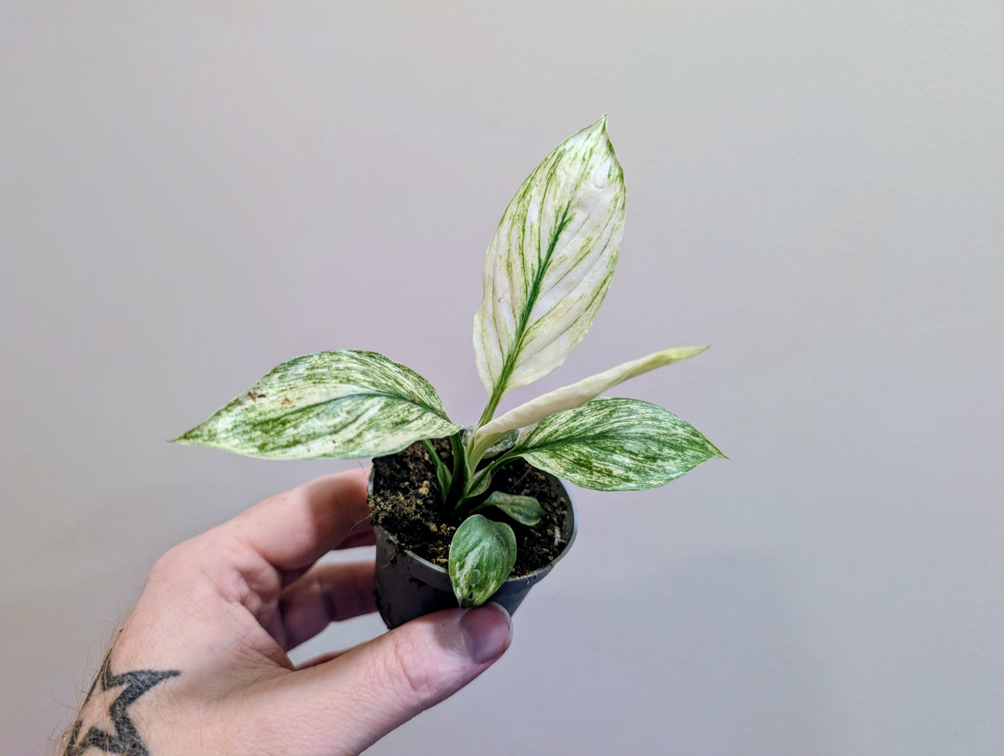 Spathiphyllum Sensation Variegata Peace Lily 6cm