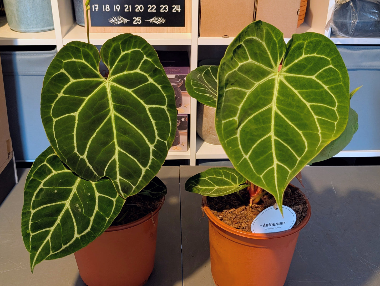 Anthurium Crystallinum 21cm