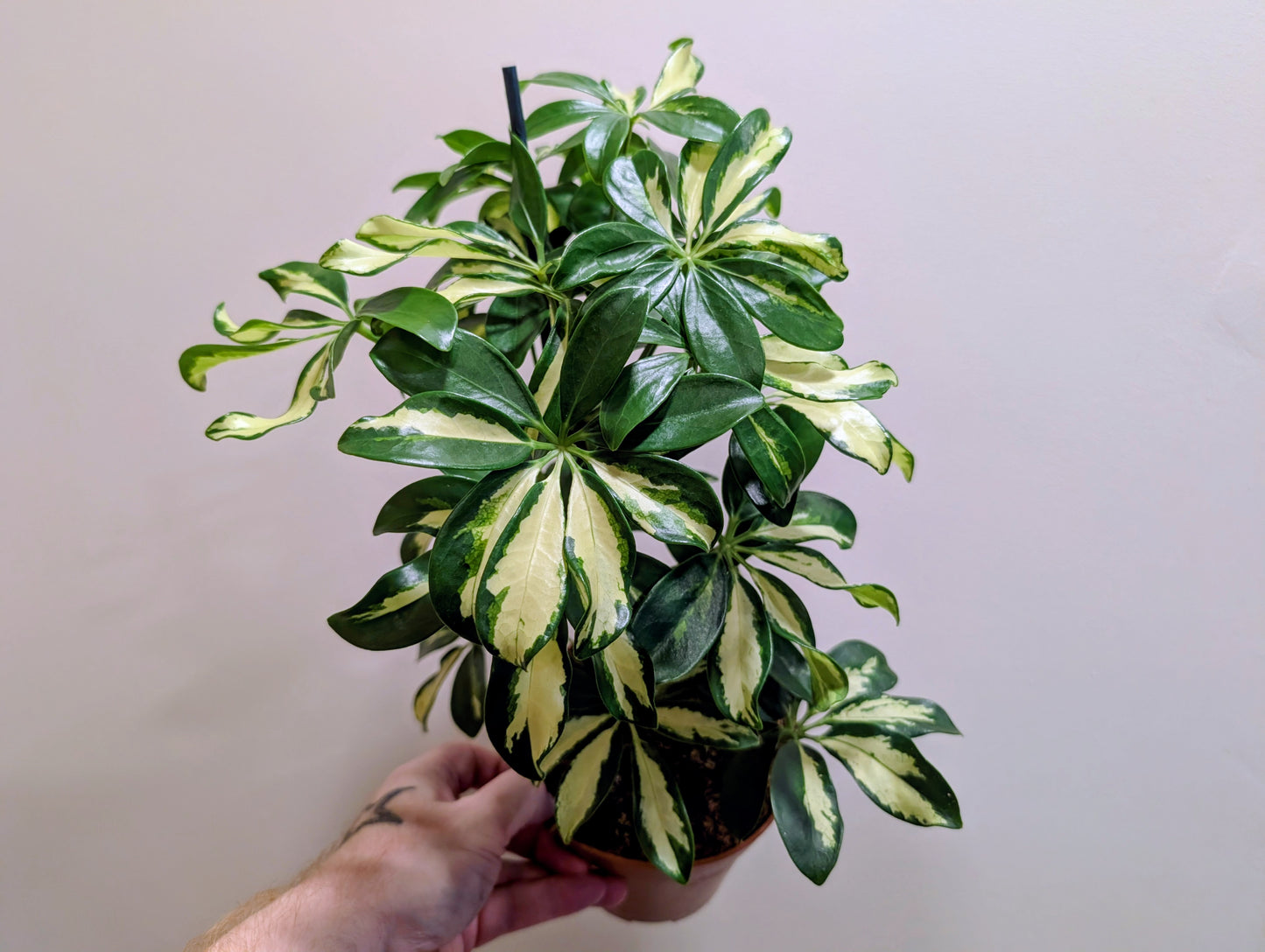 Umbrella Tree Variegated 13cm