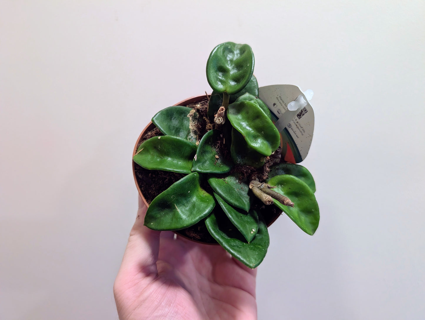 Hoya carnosa Krinkle Green 10cm