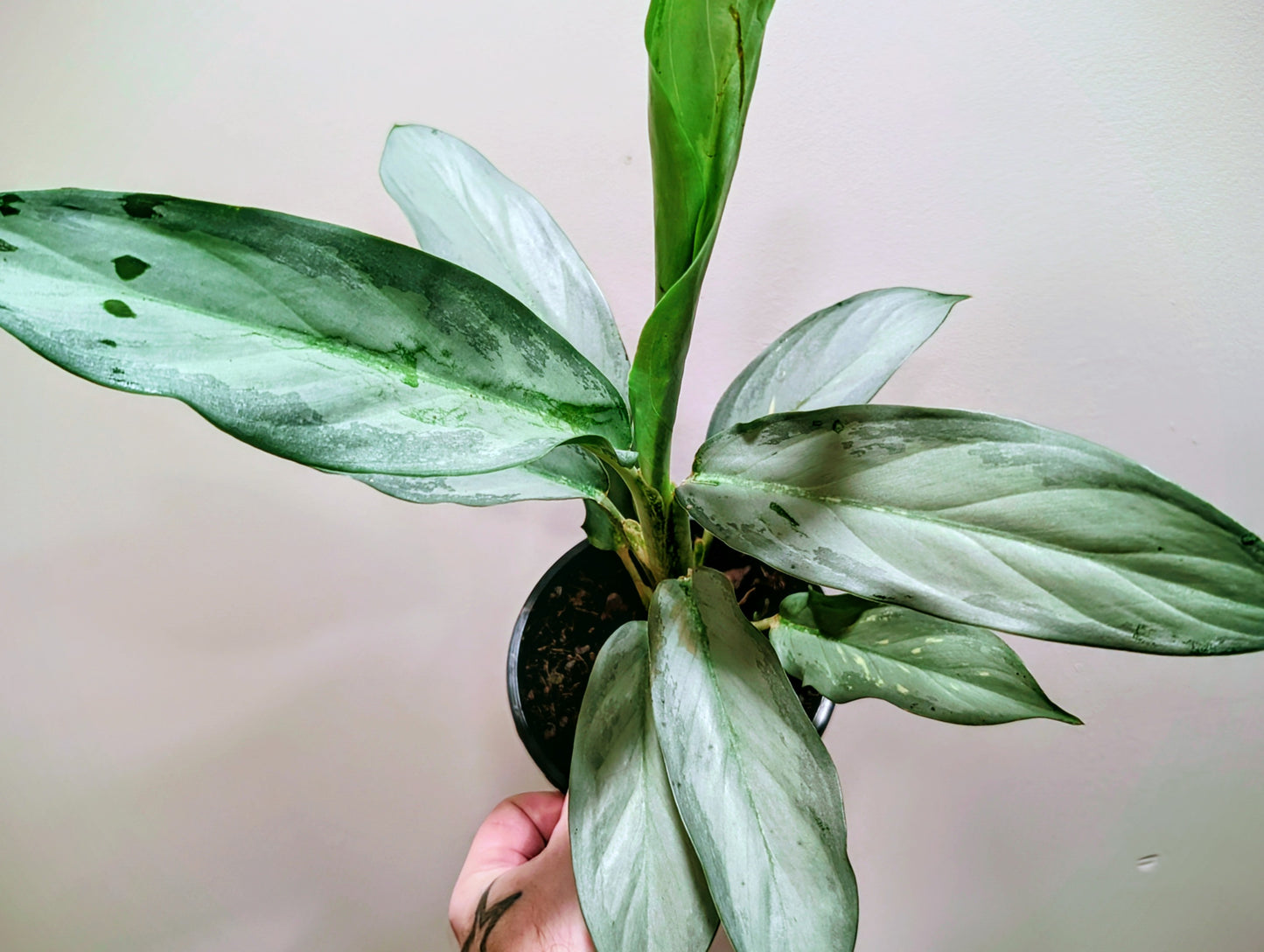Aglaonema Ghost 12cm