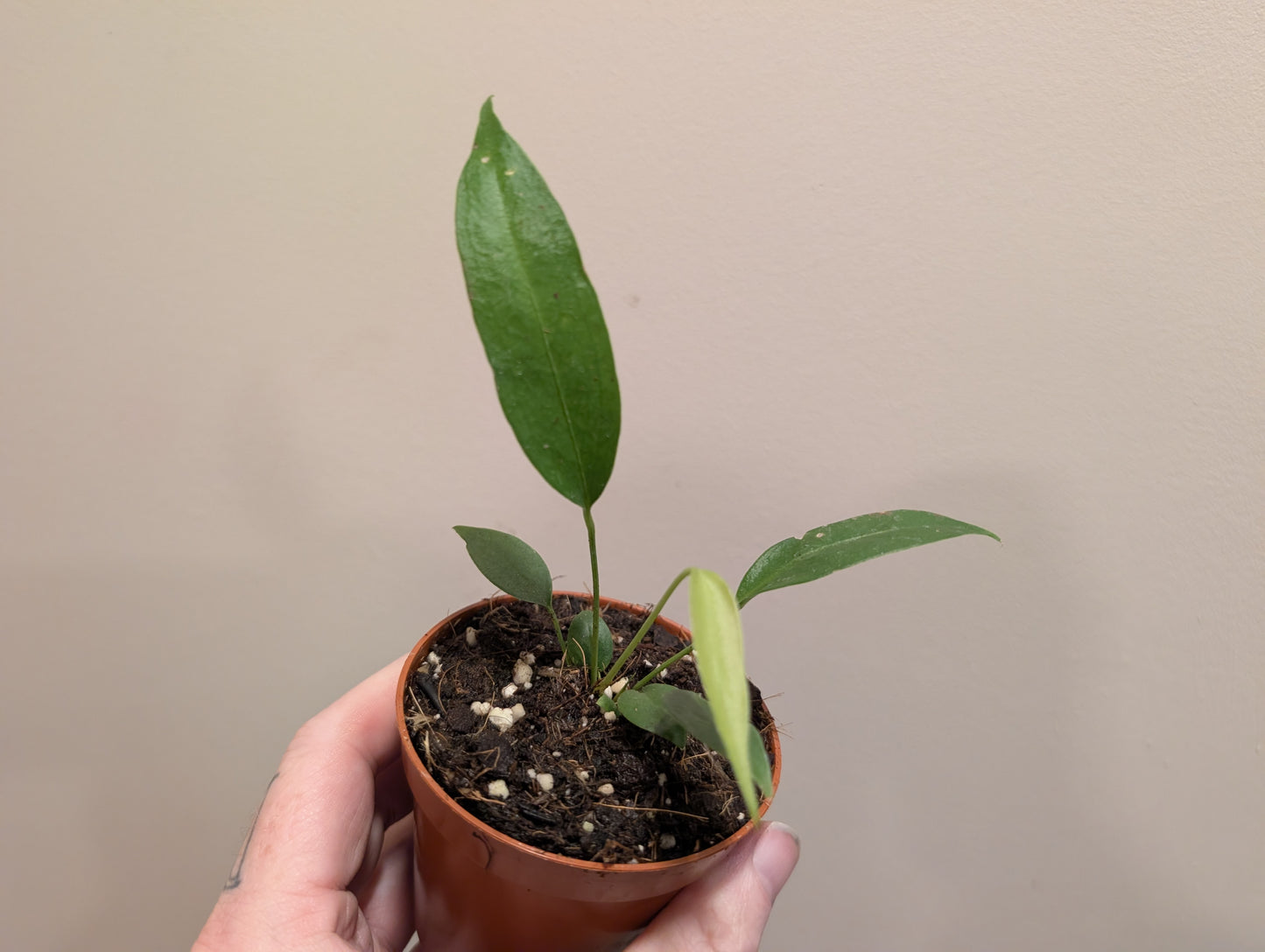 Anthurium Wendlingeri 8cm
