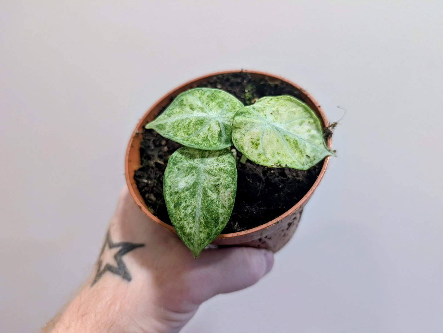 Alocasia Ninja Tricolour 10.5cm