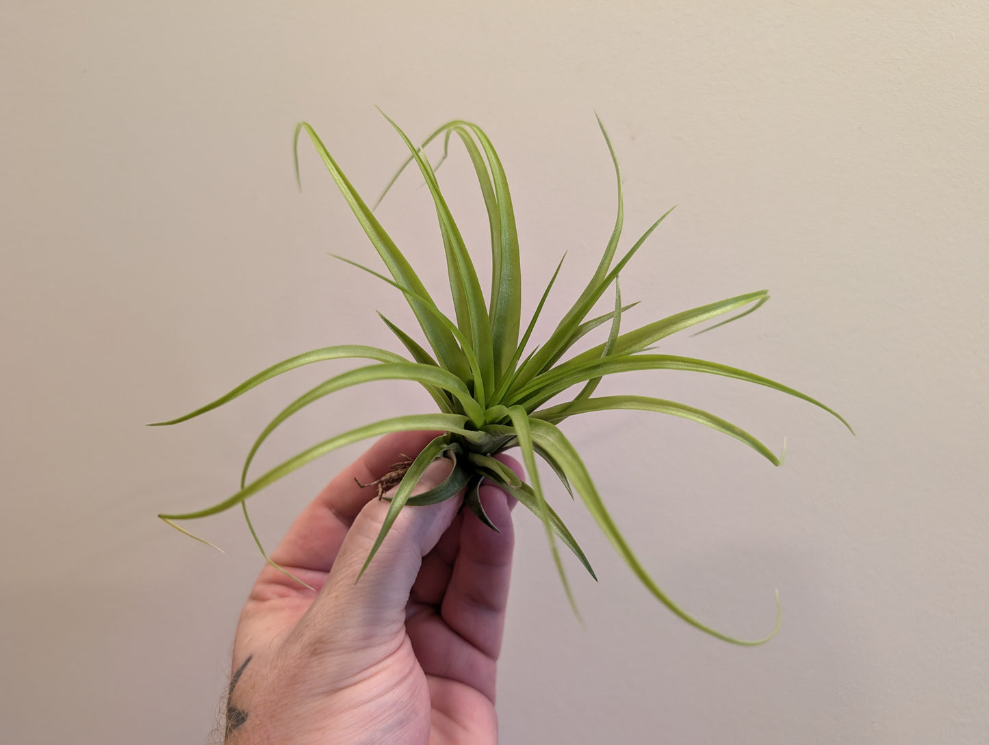 Mixed Airplants