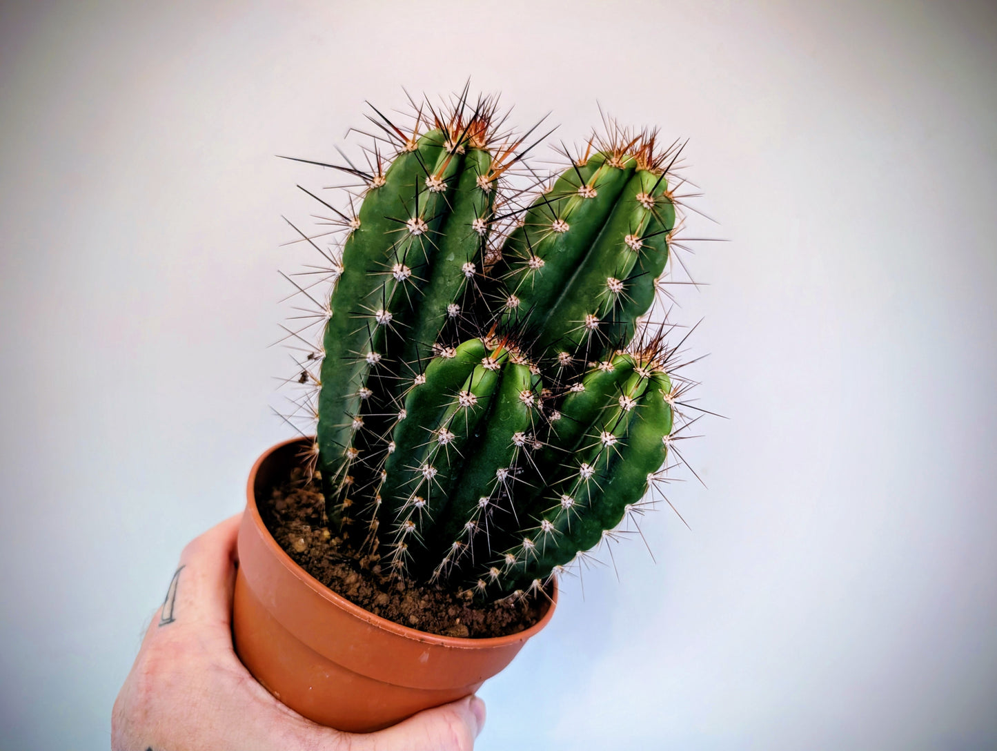 Cactus Neocardenasia Herzogiana 12cm