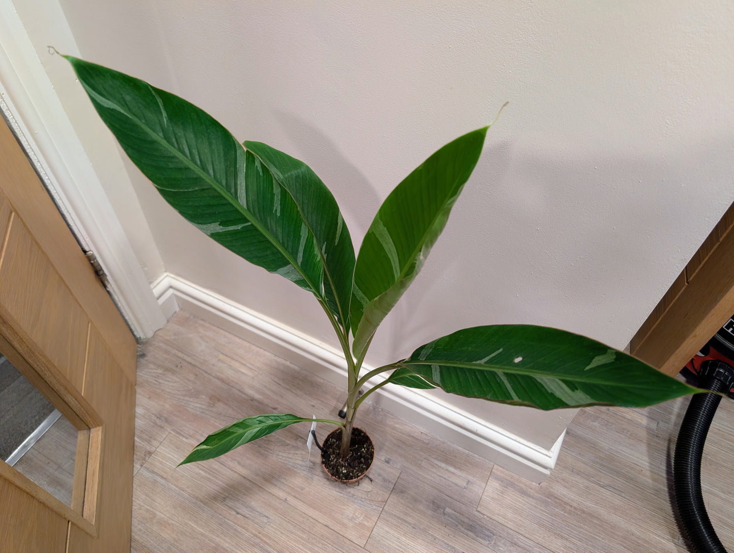 Musa Nono 10.5cm Grade B