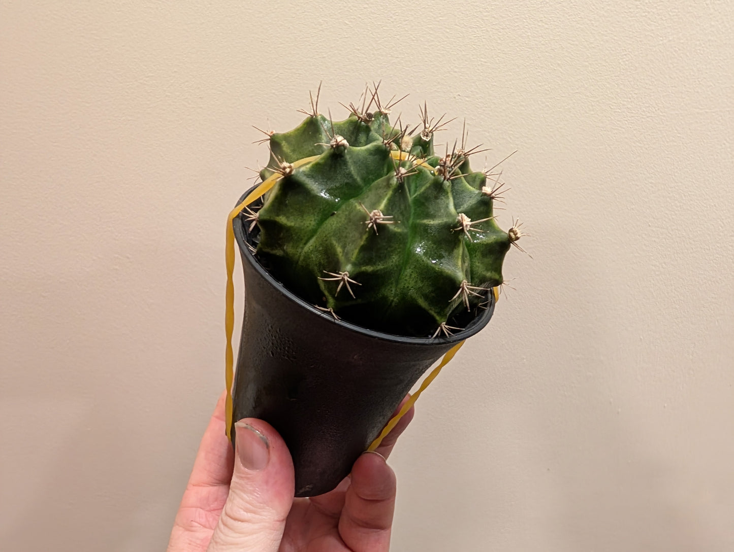 Gymno Cactus Green 7.5cm