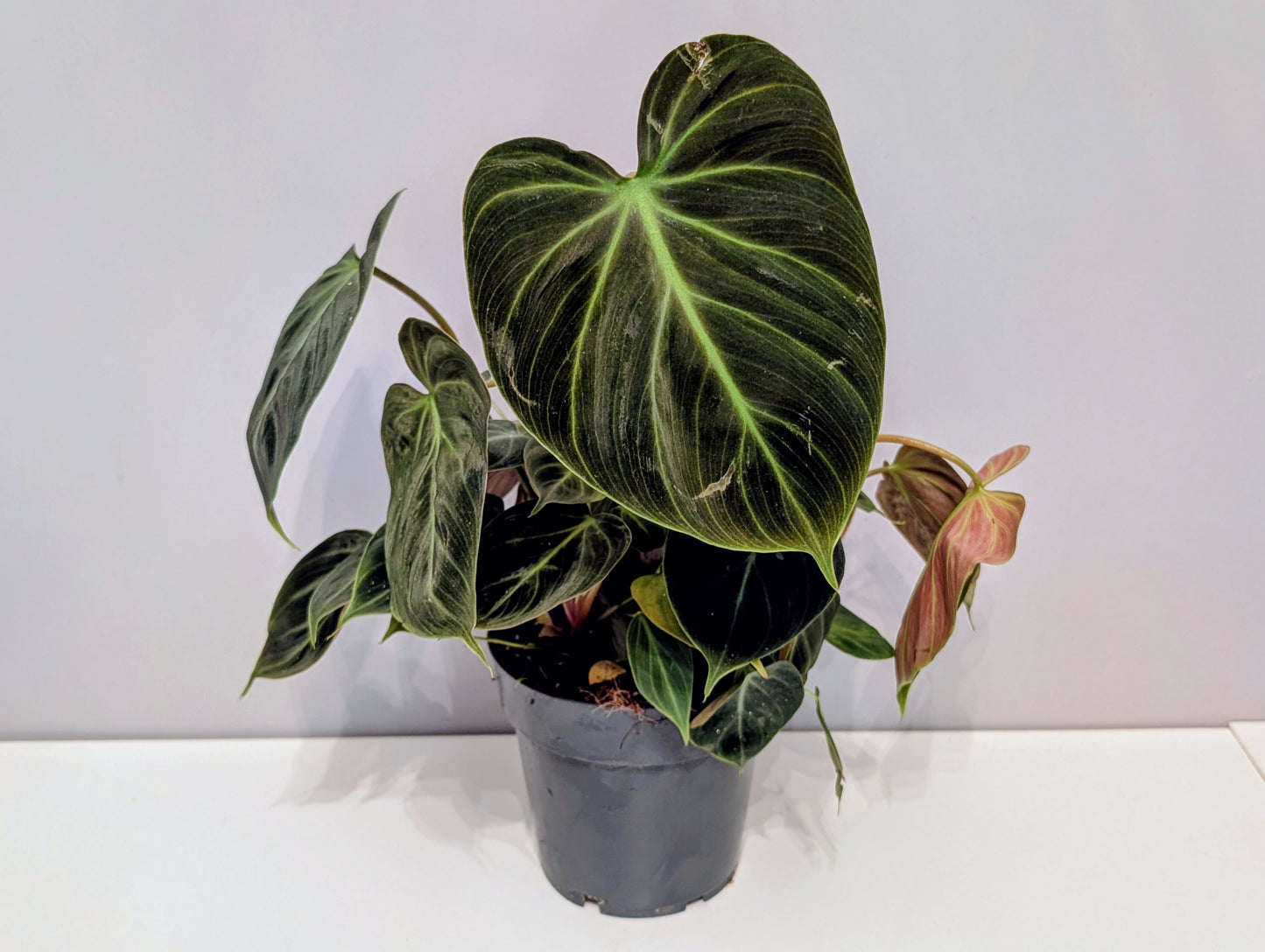 Philodendron Choco Red 14cm