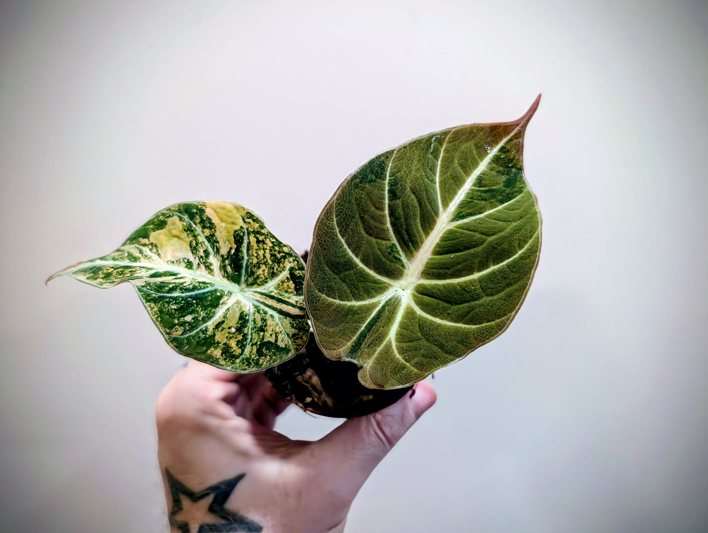 Alocasia Black Velvet Gold 7cm