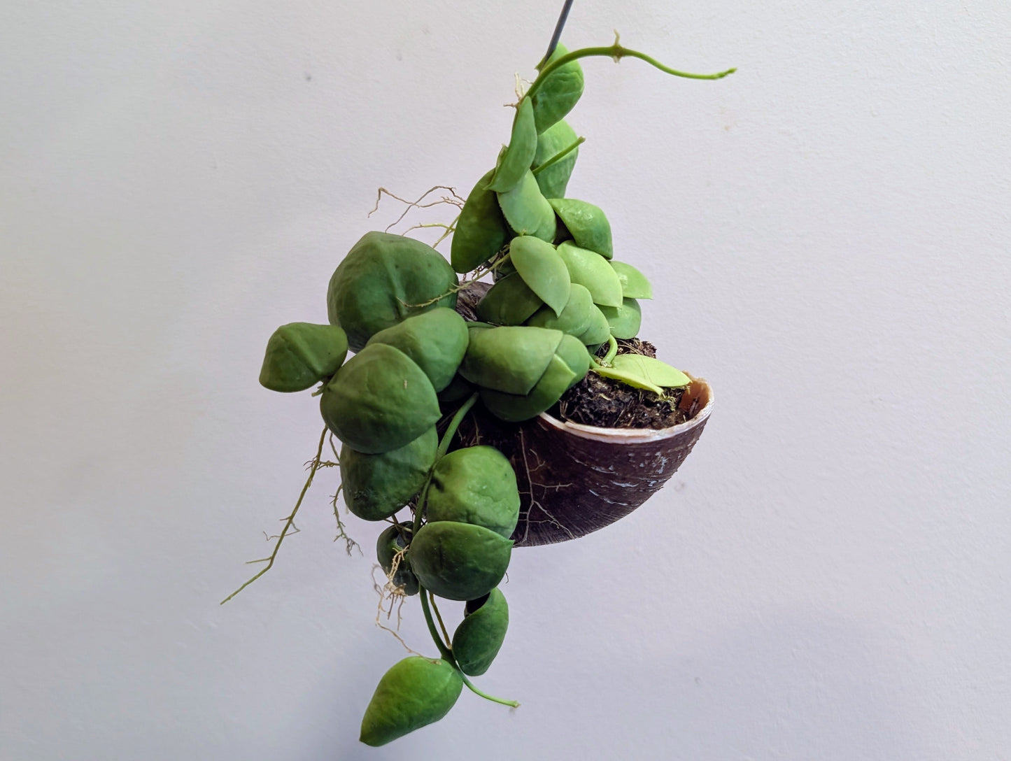 Dischidia Shelly Hanging