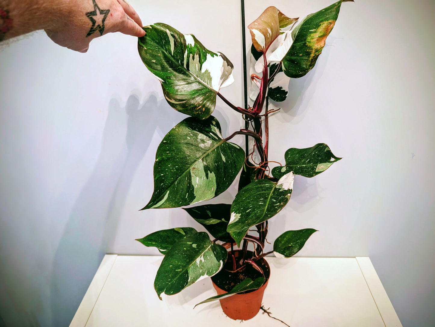 Philodendron Red Anderson 14cm
