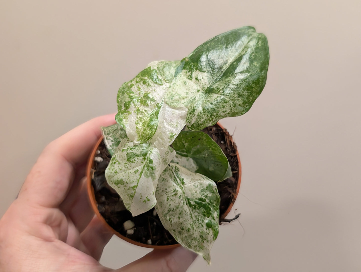 Alocasia Odora Batik Variegated 8cm