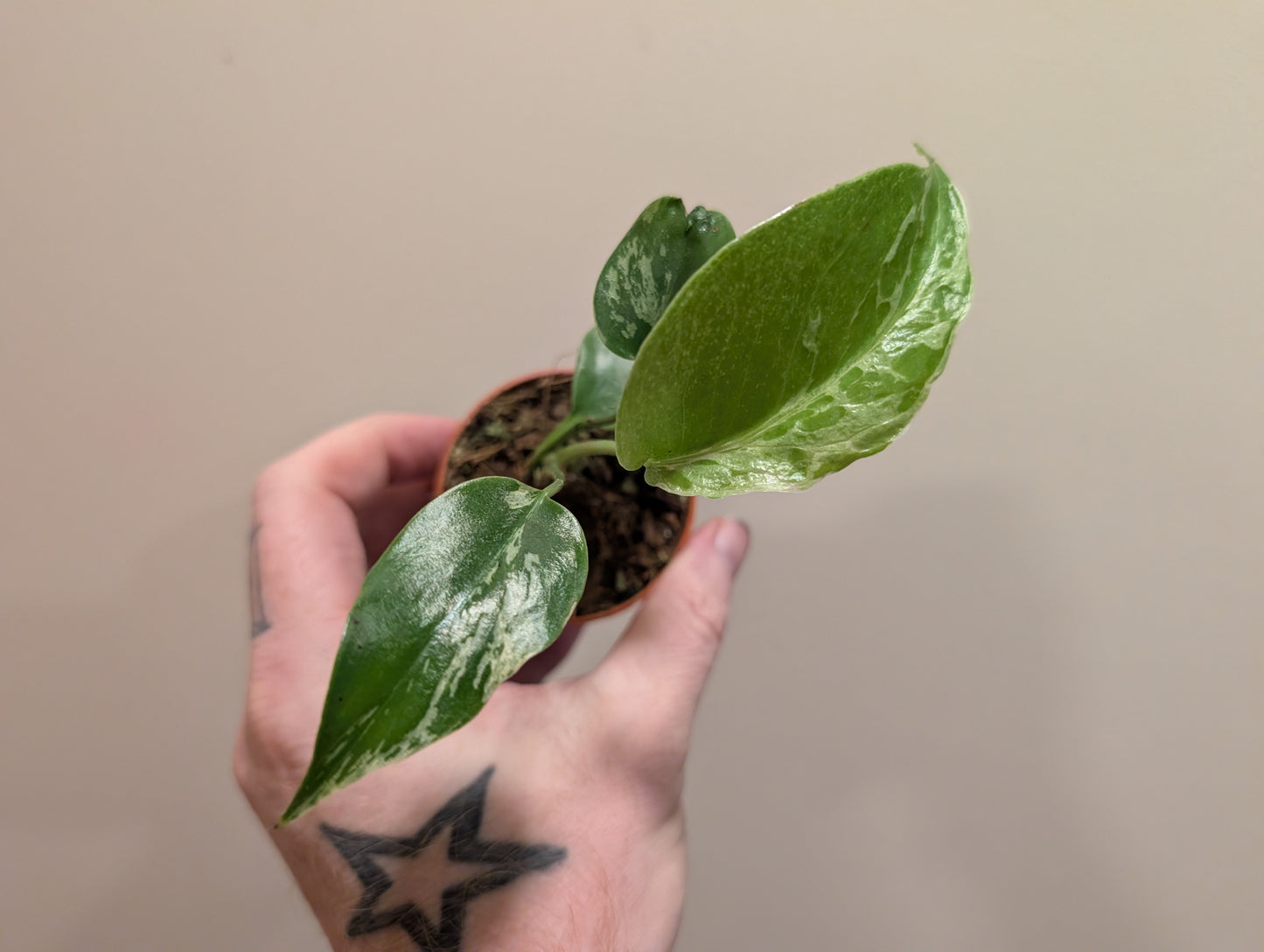 Monstera Bulbasaur 6cm