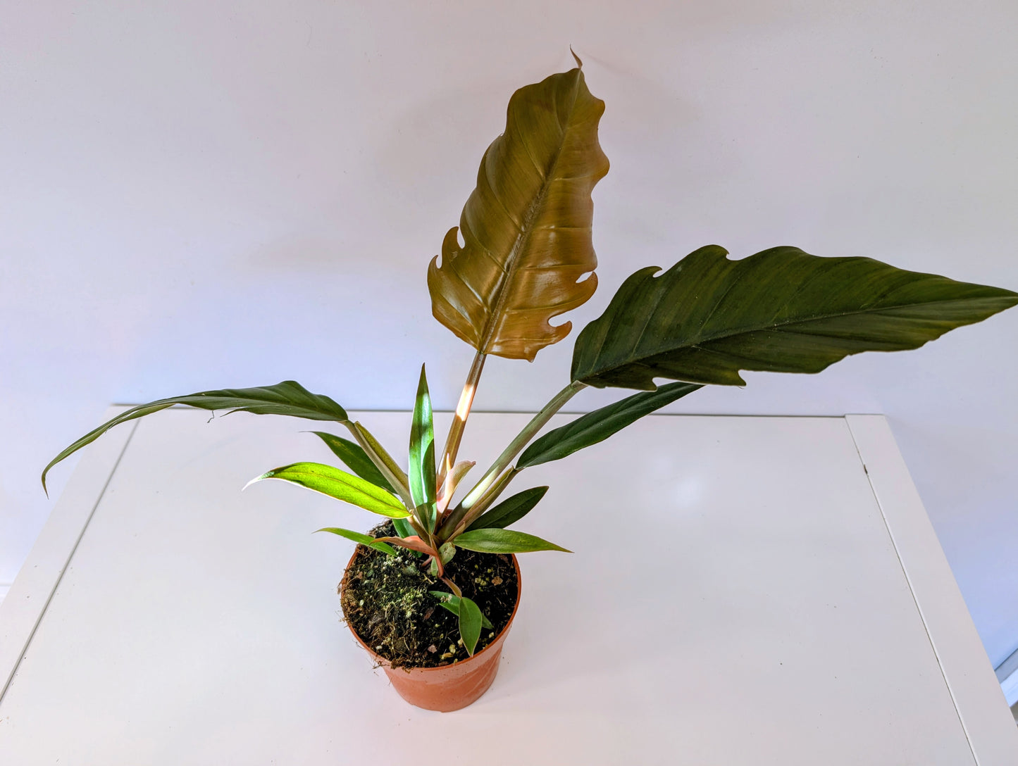 Philodendron Choco Empress 12cm