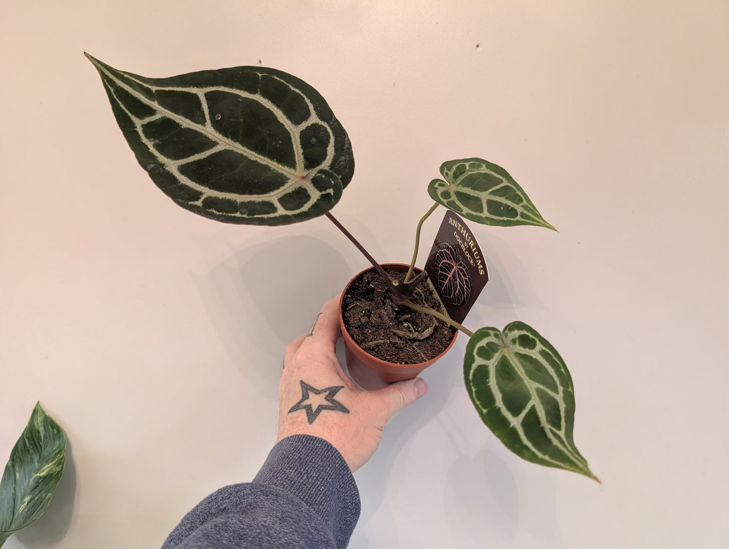 Anthurium Doc Block Michelle Grade B 9cm