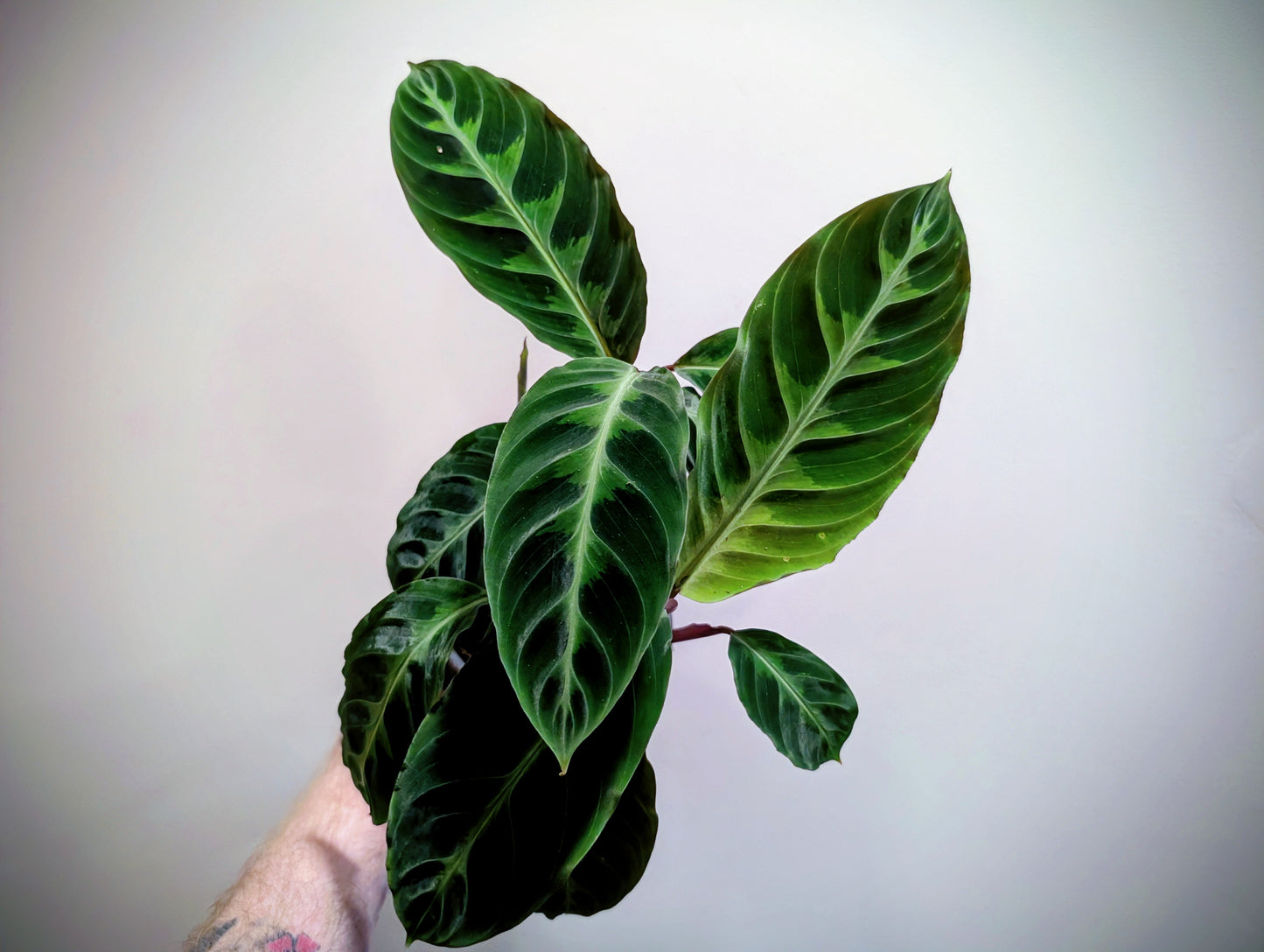 Calathea Warscewiczii - Jungle Velvet 12cm