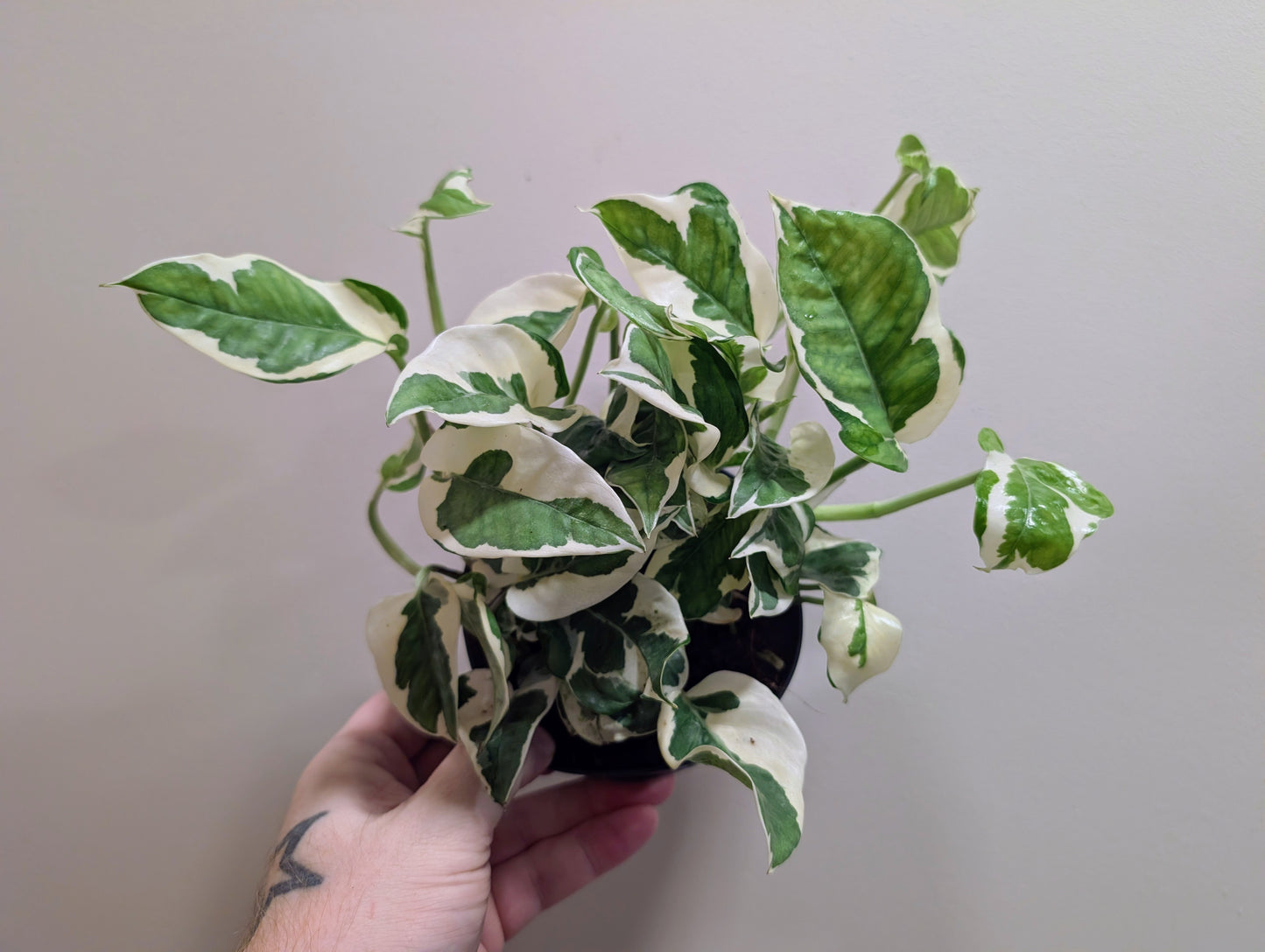 Epipremnum aureum N'Joy Pothos 12cm